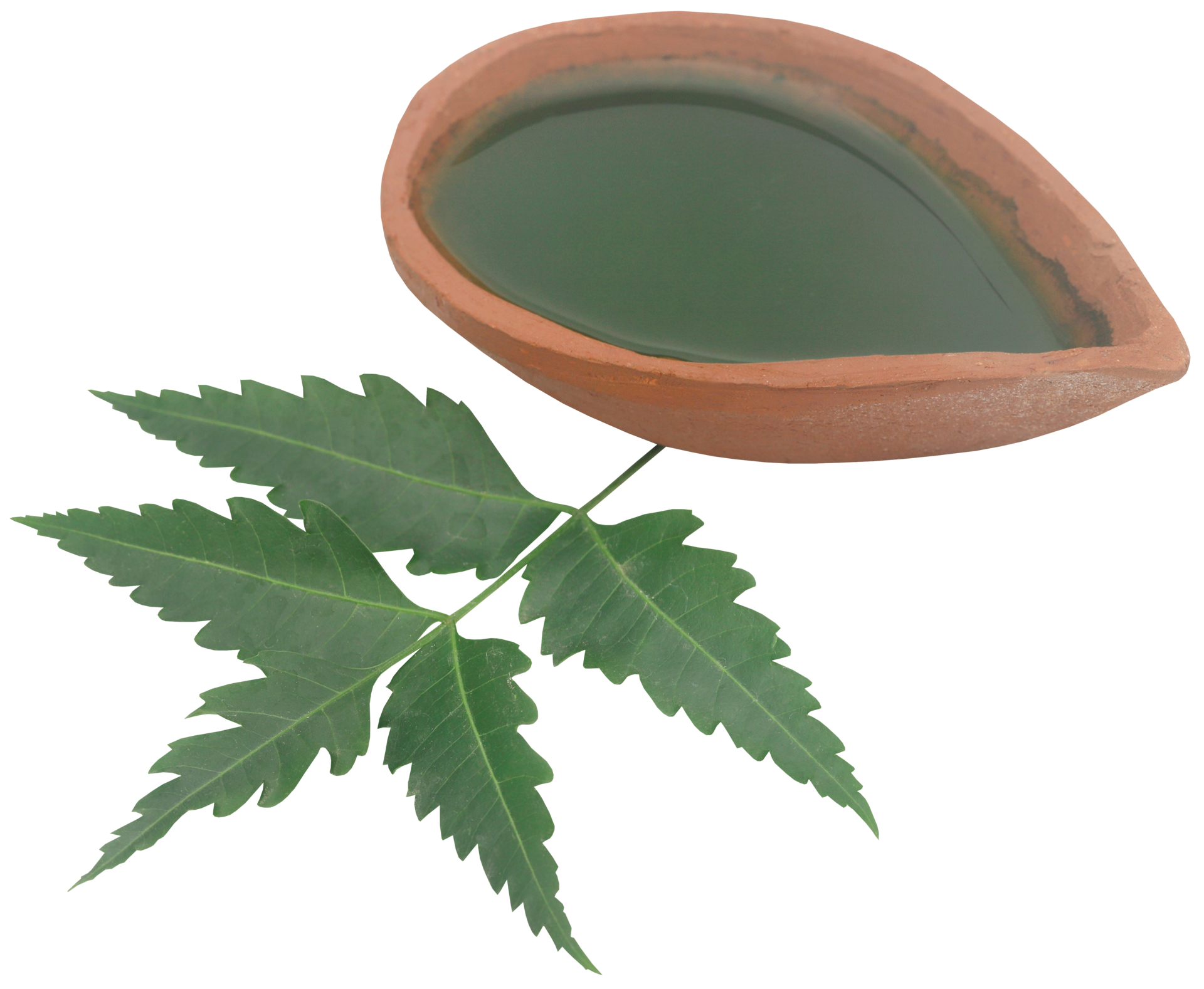 Medicinal neem leaves with extract 31098365 PNG