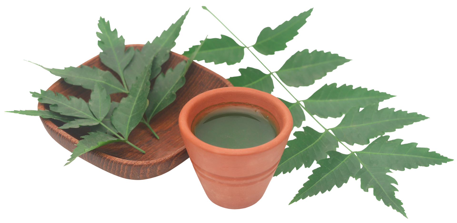 Medicinal neem leaves with extract 31098416 PNG