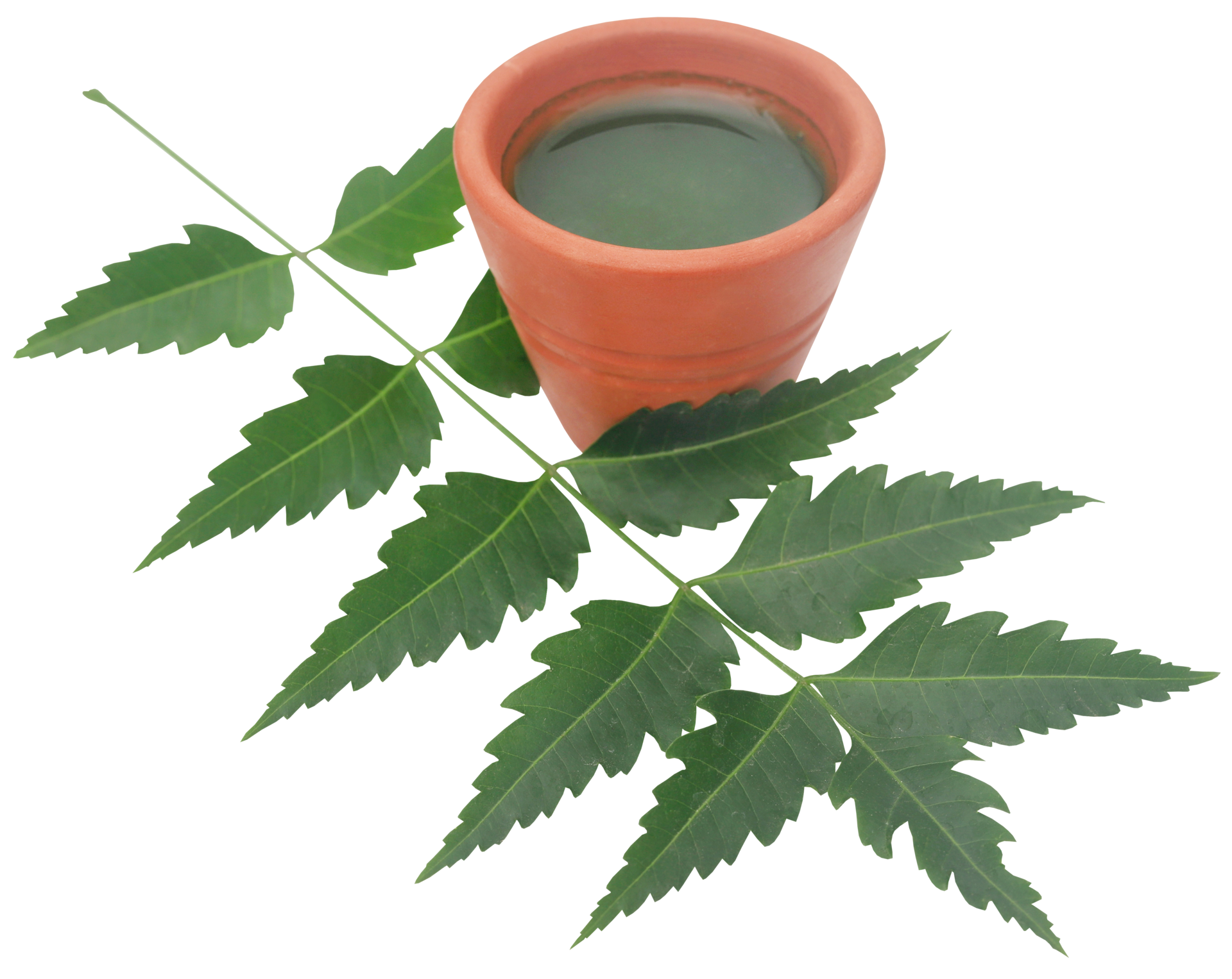 Medicinal neem leaves with extract 31098420 PNG