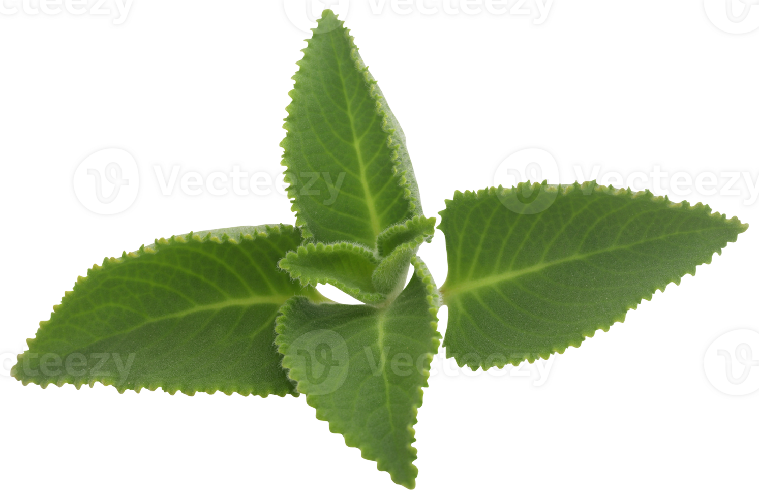 Oregano leaves isolated png