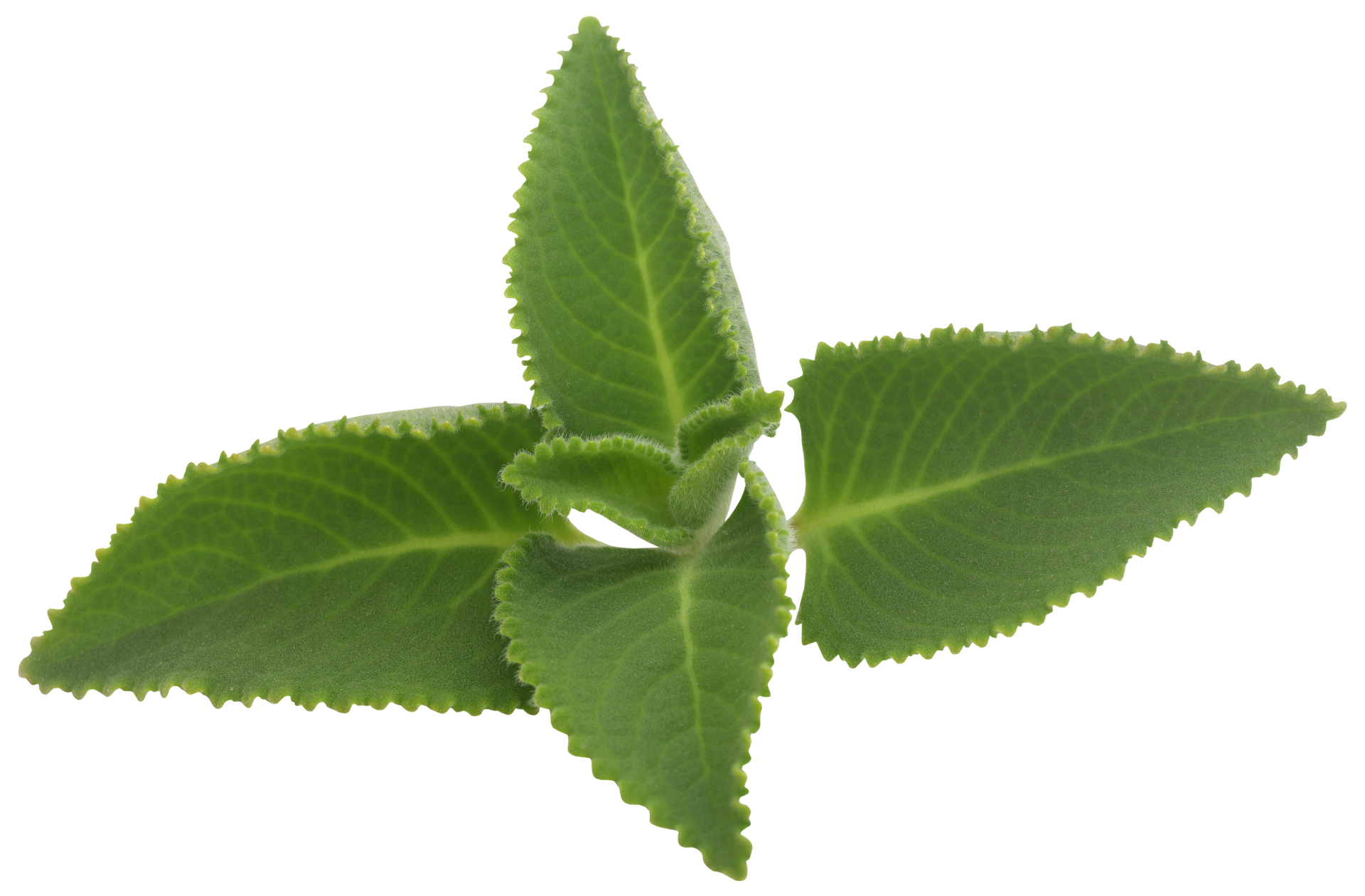 Oregano leaves isolated 31098445 PNG