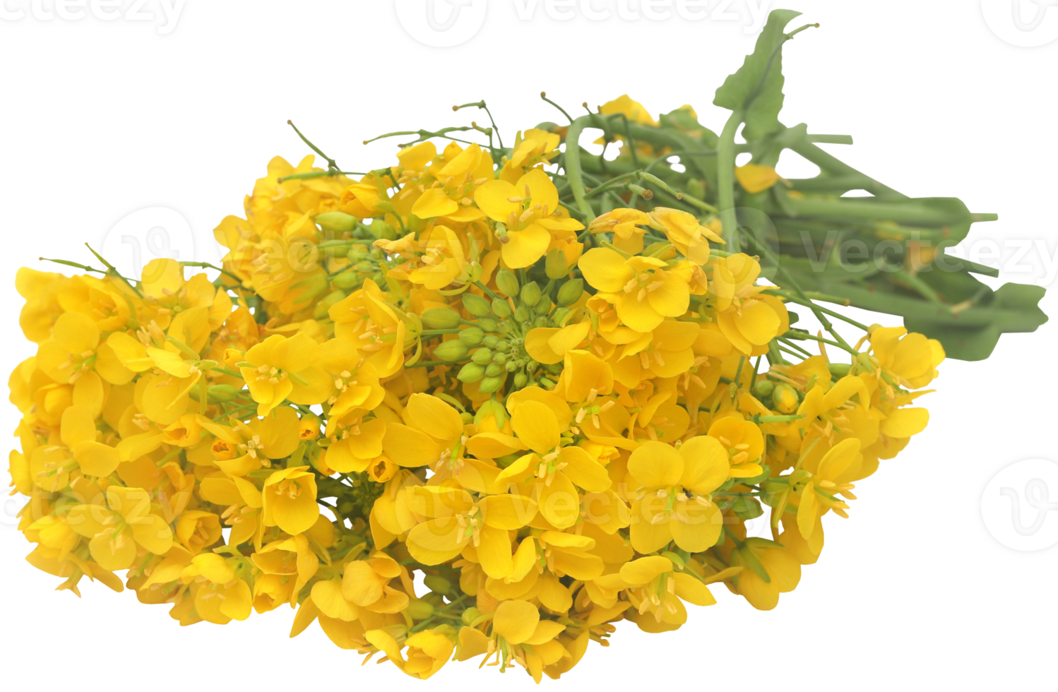 Closeup of mustard flowers png