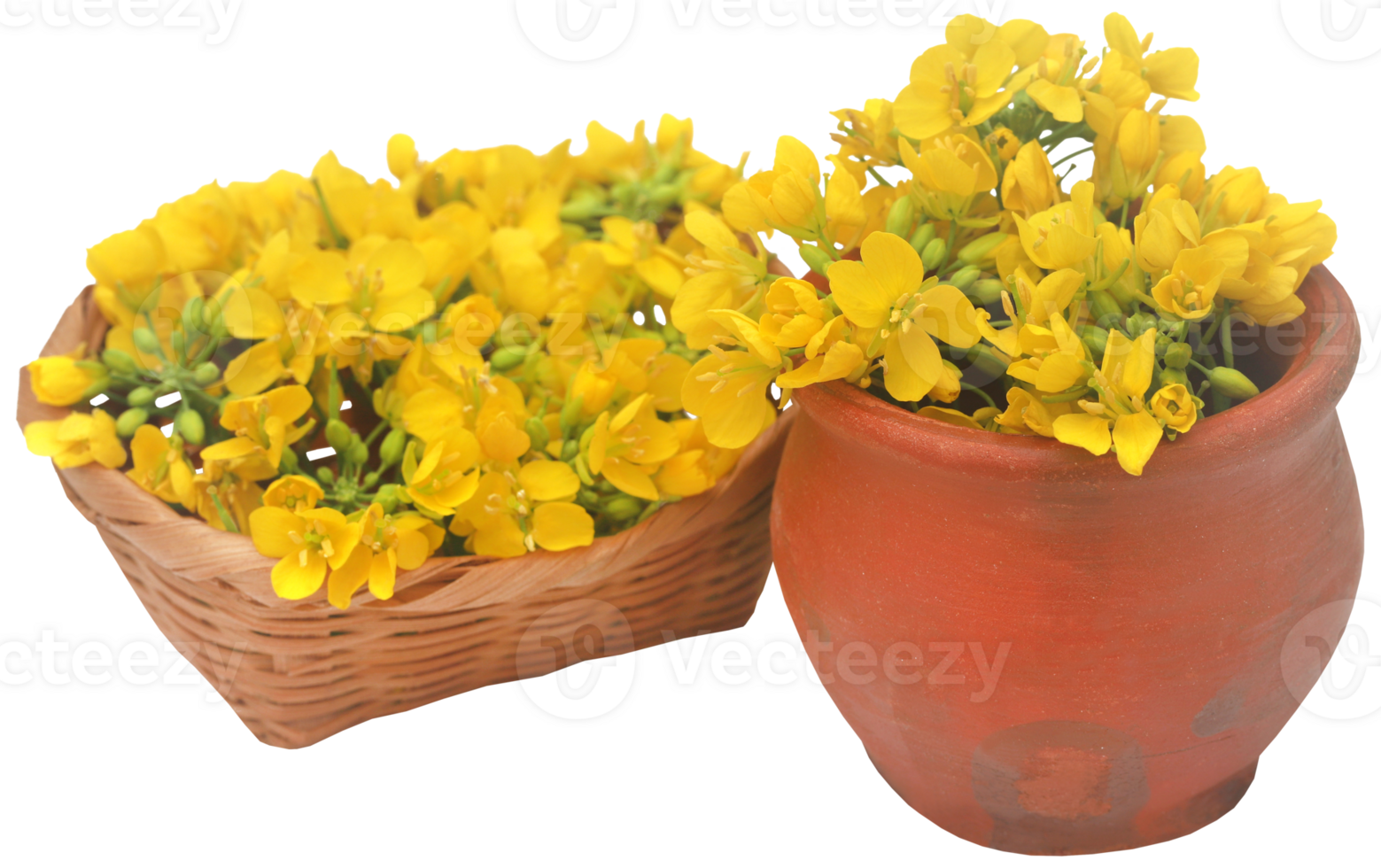 Closeup of mustard flowers png