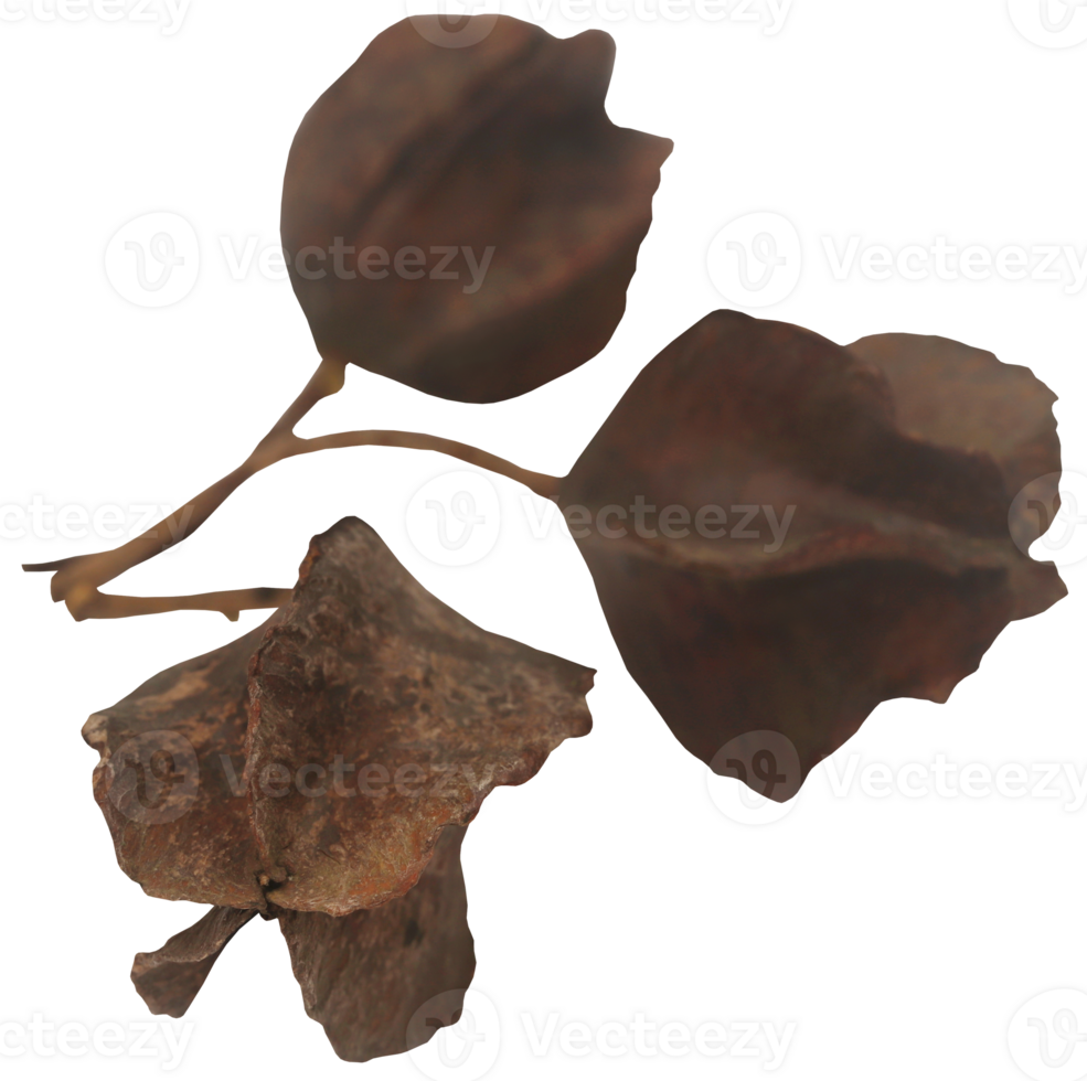 Ayurvedic arjun fruit png