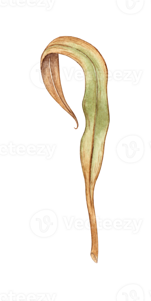 Watercolor illustration of a thin withered leaf of grass. Rare field herbs isolated. Suitable for the design of bed linen, clothing fabrics, wallpaper, paper and gift decoration. png