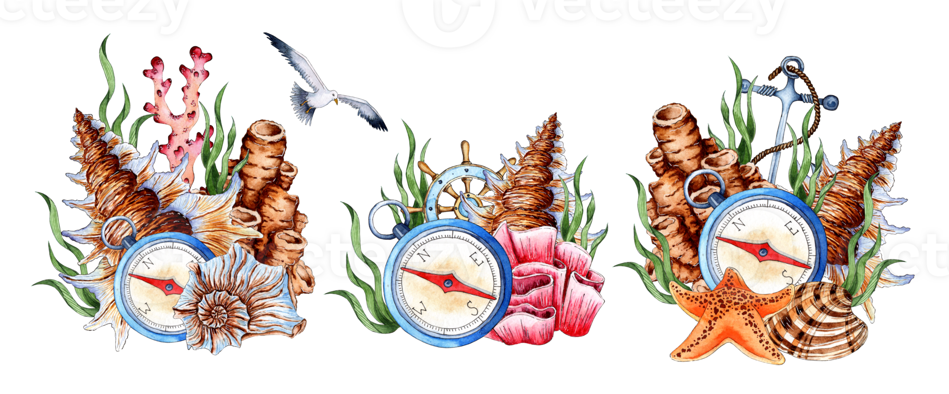 A set of watercolor illustrations of a compass, algae, corals, starfish and shells. Tropical marine clipart. Composition for the design of souvenirs, postcards, posters, banners, menus, labels png