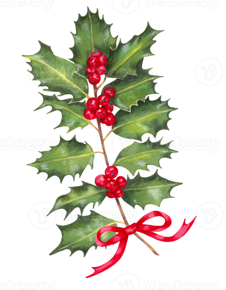 Holly branch with red berries and a red bow. Botanical illustration for holiday decoration. Christmas, New Year.Modern element for card, banner. paper, wallpaper. Isolated handmade art. png