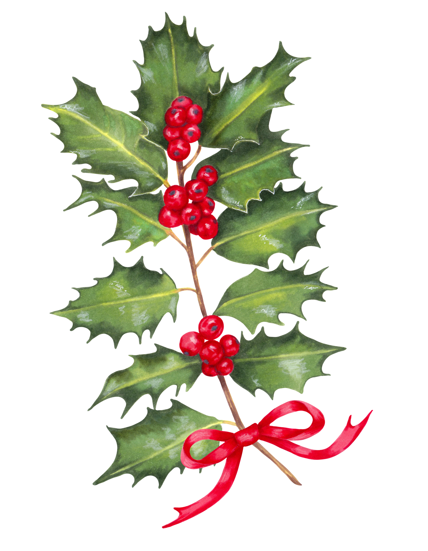 Christmas holly berry branches and bow isolated - vector, Stock vector