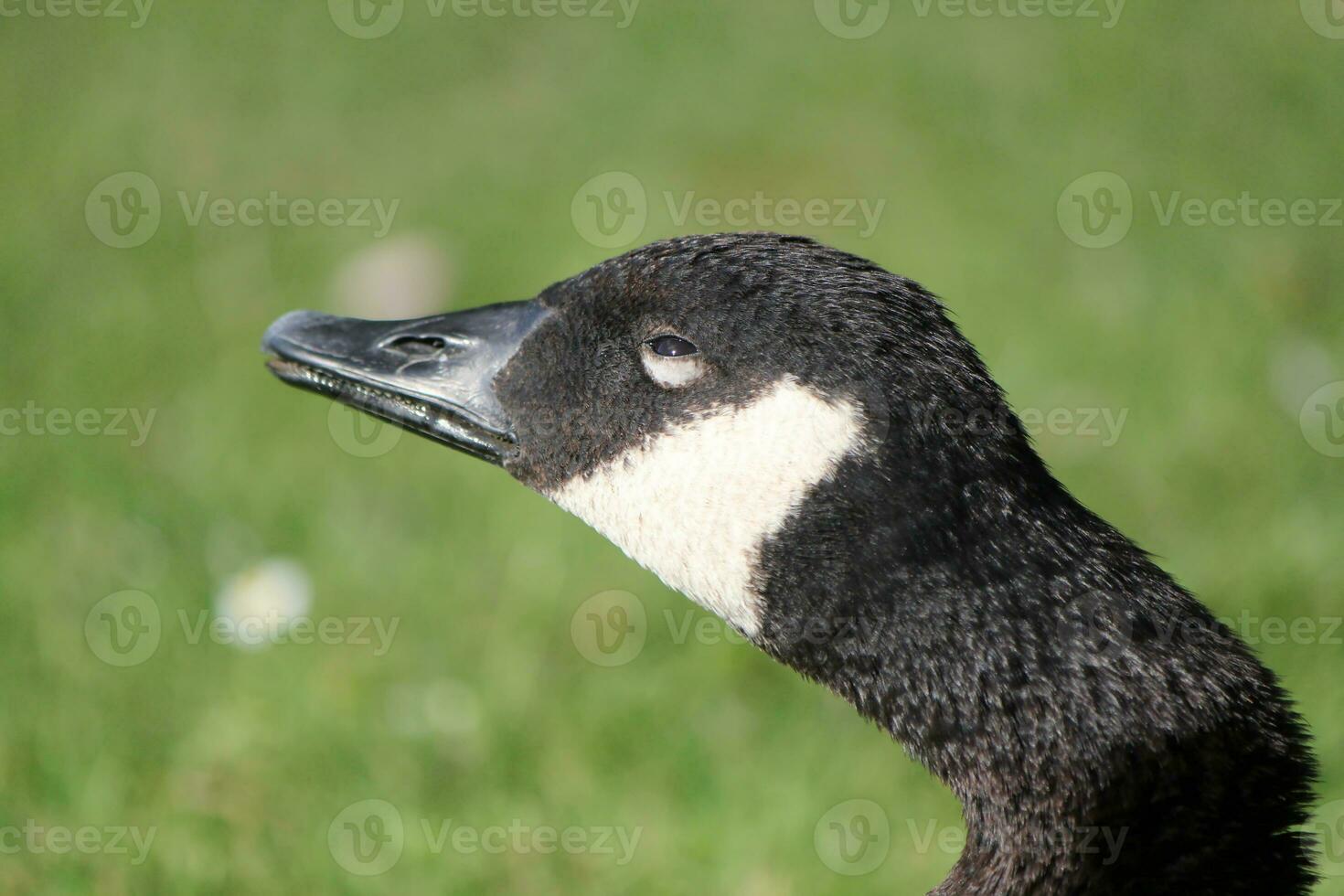 Head of a savage goose photo