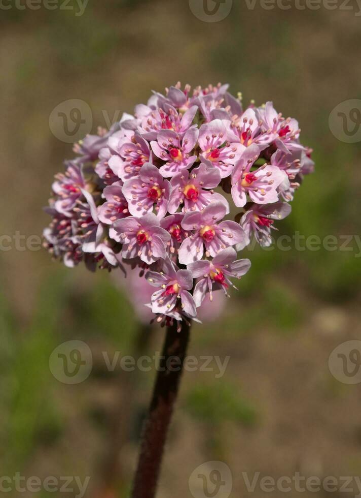 Darmera peltata, indian rhubarb or umbrella plant 31108214 Stock Photo