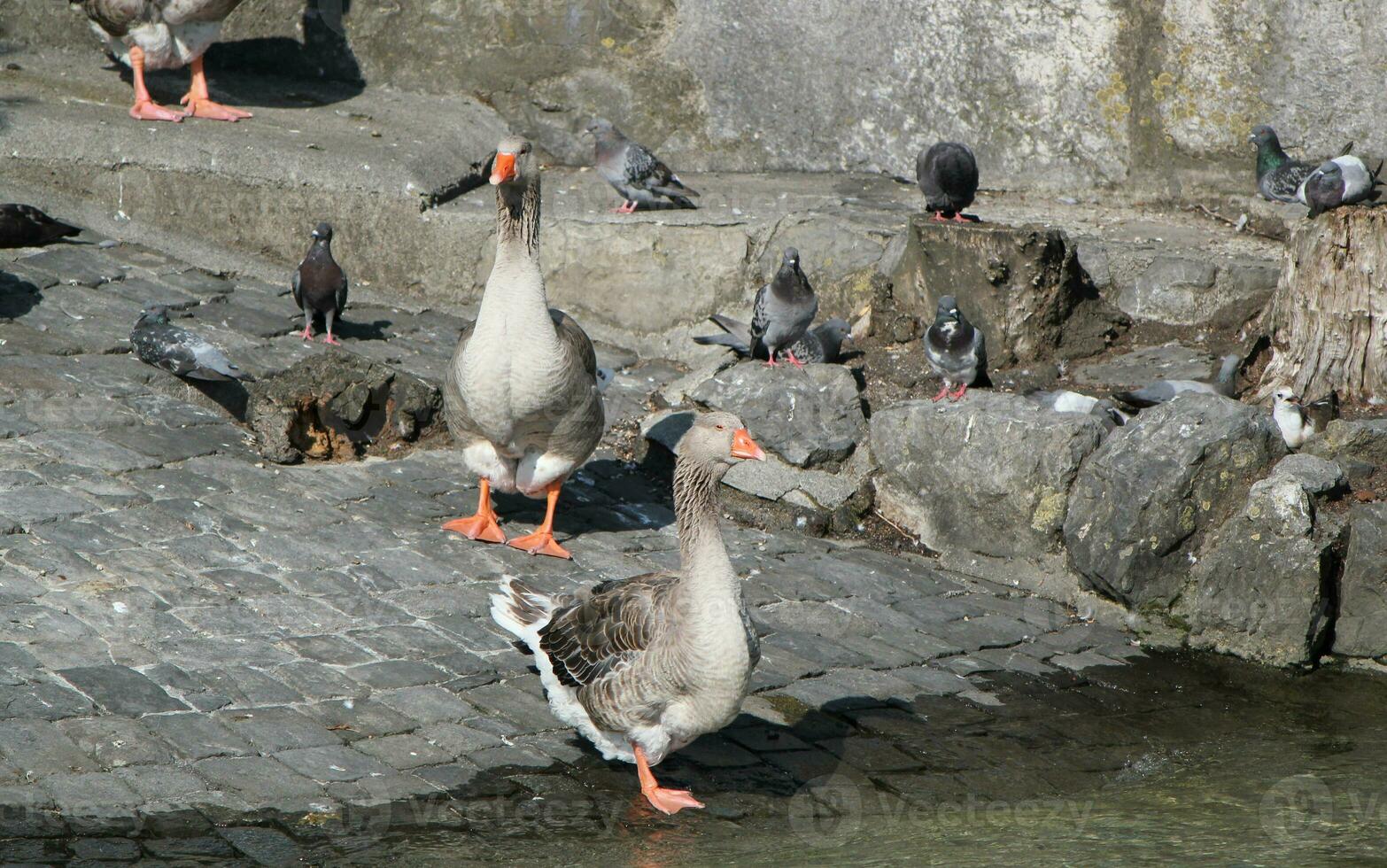 Savage gooses and pigeons photo