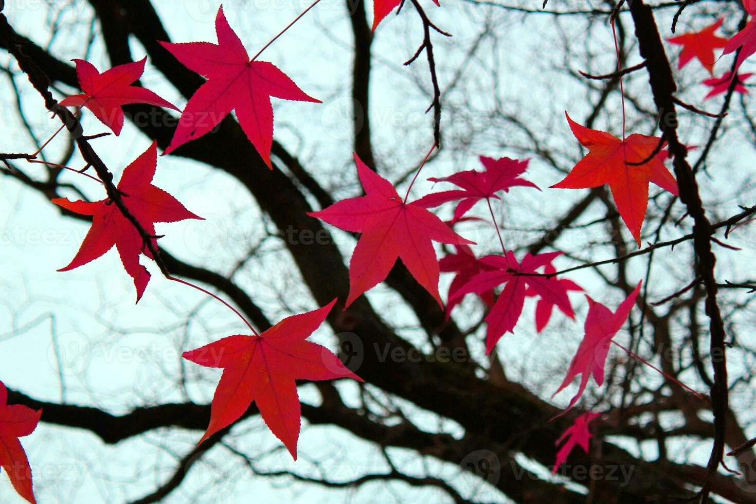 Red autumn leaves photo