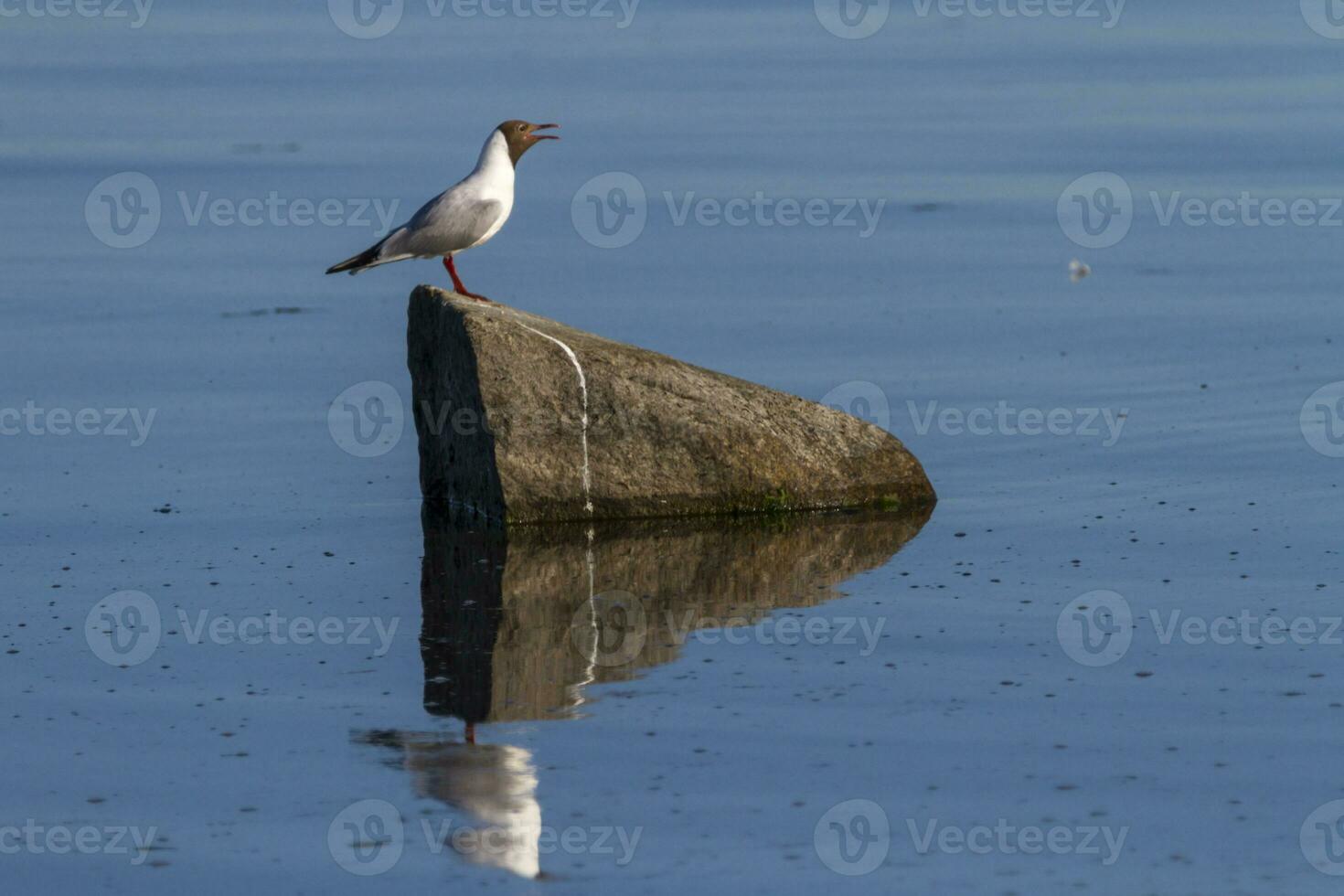Adult summer plumage black-headed gull, Chroicocephalus ridibundus, standing on a rock, Trelleborg, Sweden photo