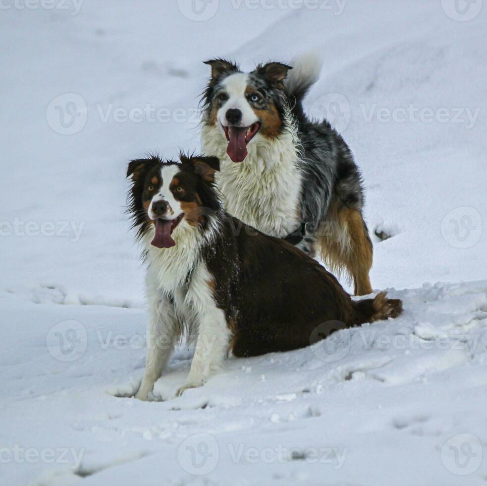 Couple of australian shepherd dogs photo