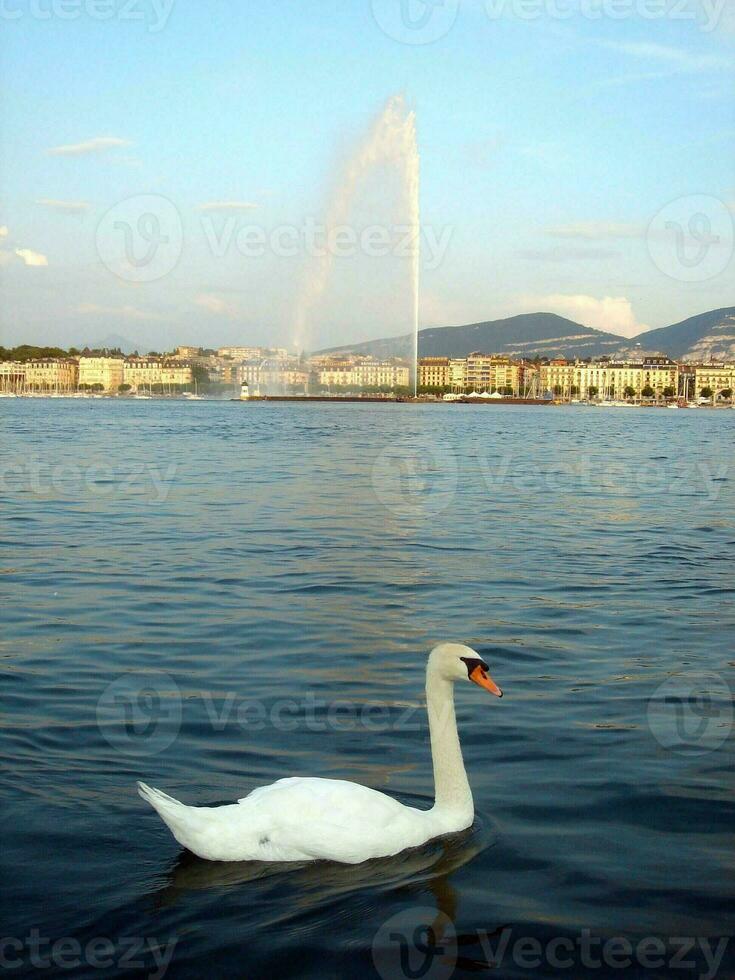 Swan on lake of Geneva, Switzerland photo