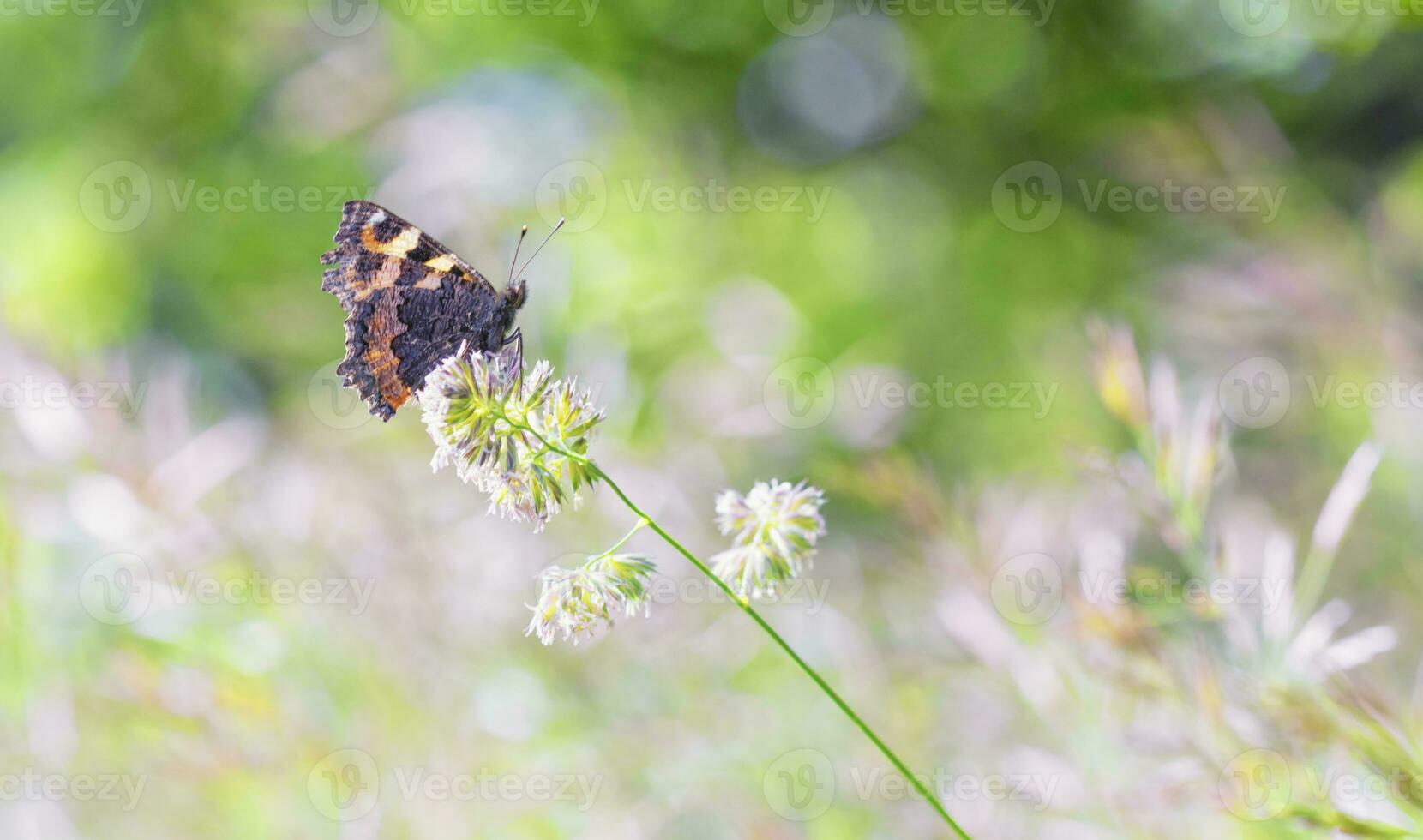 Small tortoiseshel eurasian butterfly, aglais urticae, on a flower photo