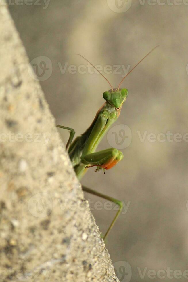 Praying mantis behind a rock photo