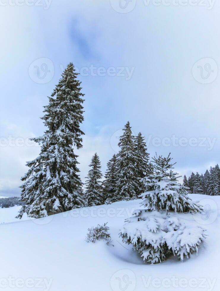 Trees in the Jura mountain by winter day, Switzerland photo