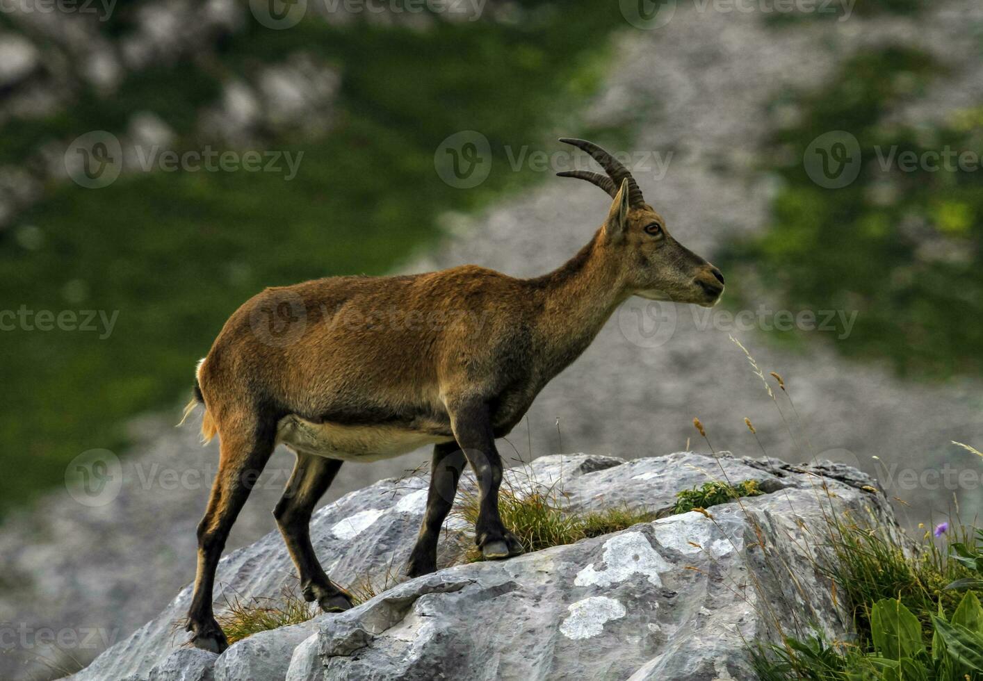 Female wild alpine, capra ibex, or steinbock photo