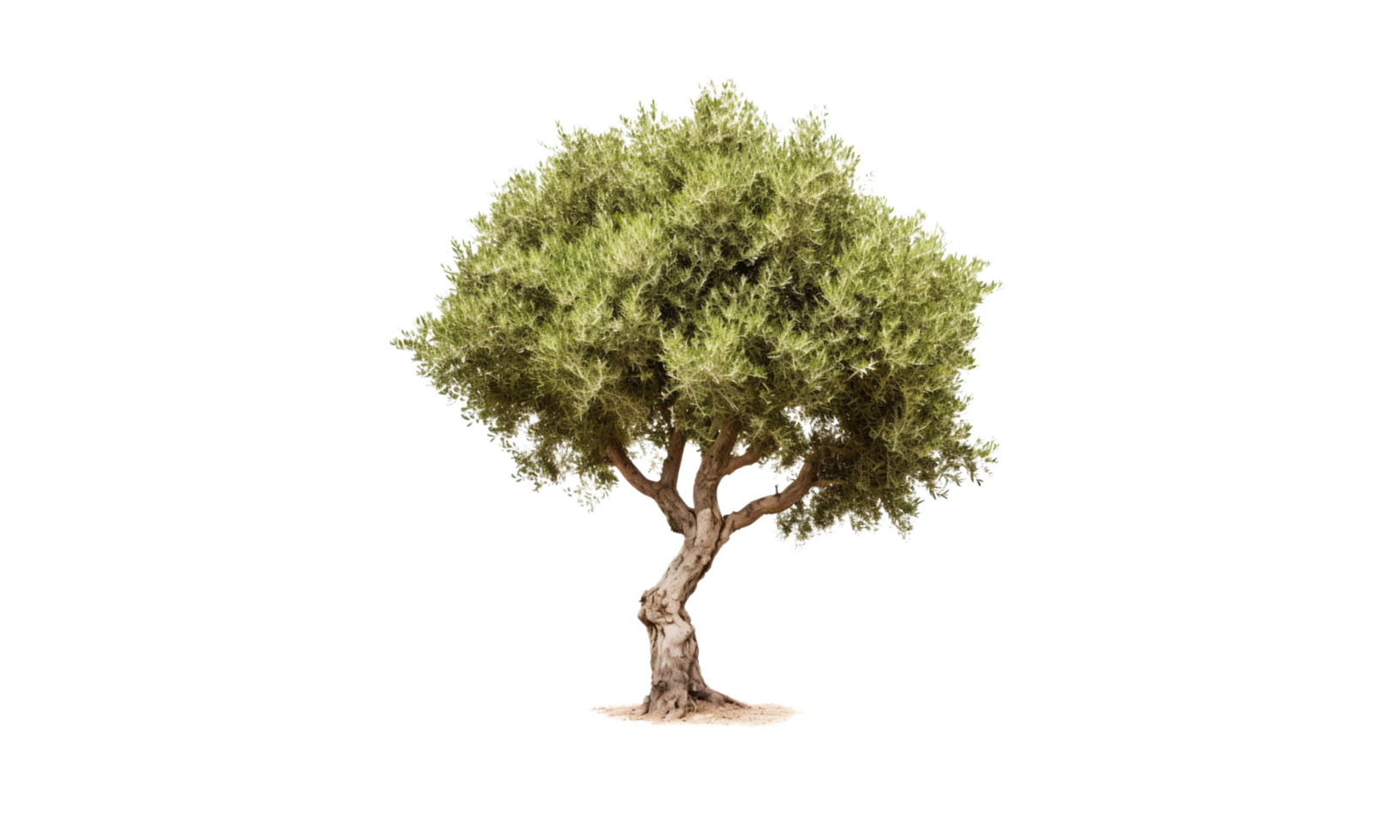 ai generado verde aceituna árbol en transparente antecedentes png