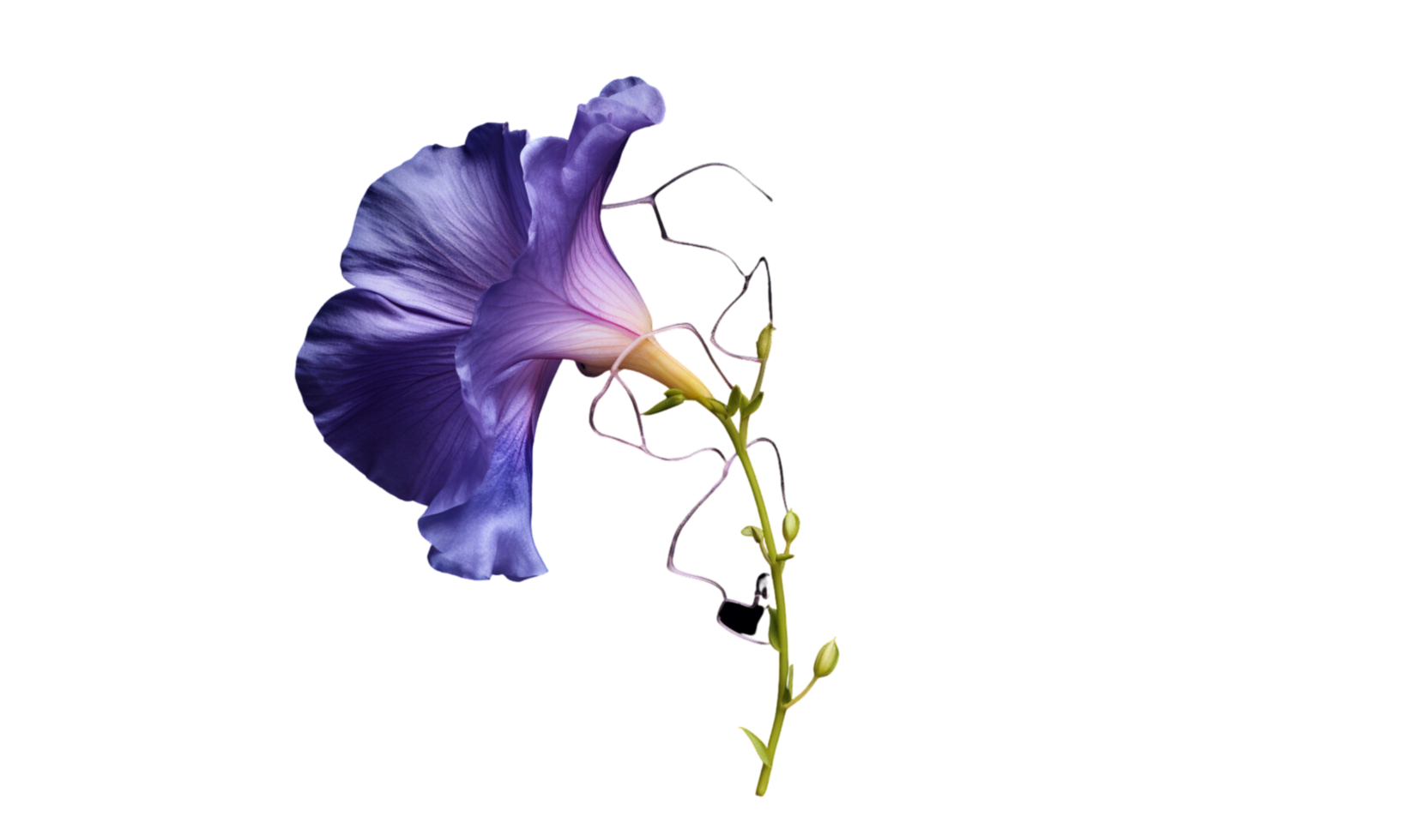 AI Generated  iris flower bouquet blue isolated png