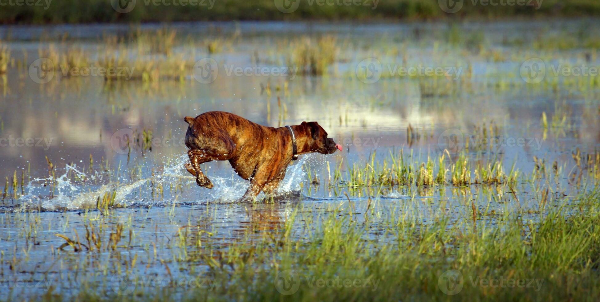 Boxer dog playing in the water photo