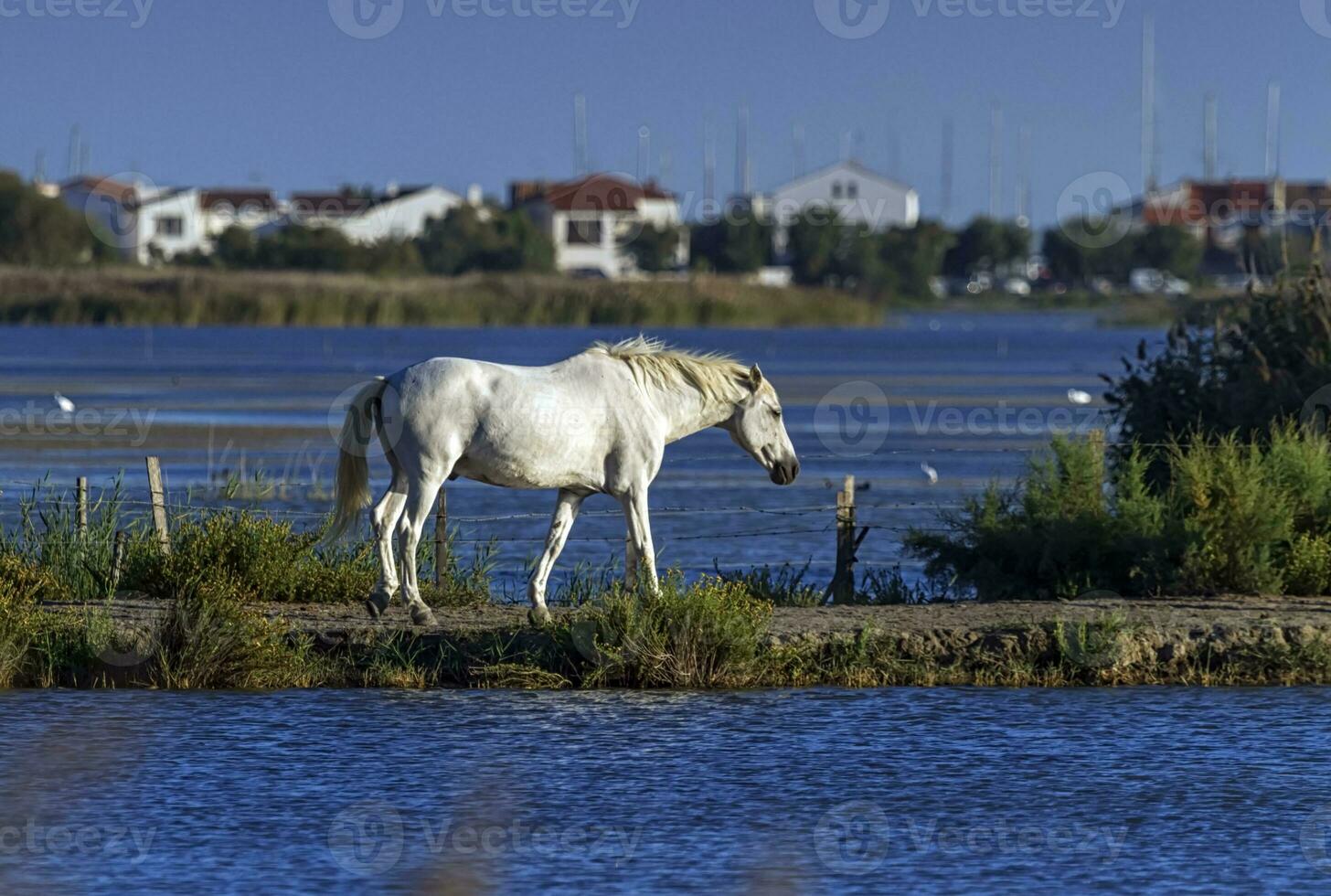 camarga caballo, Francia foto