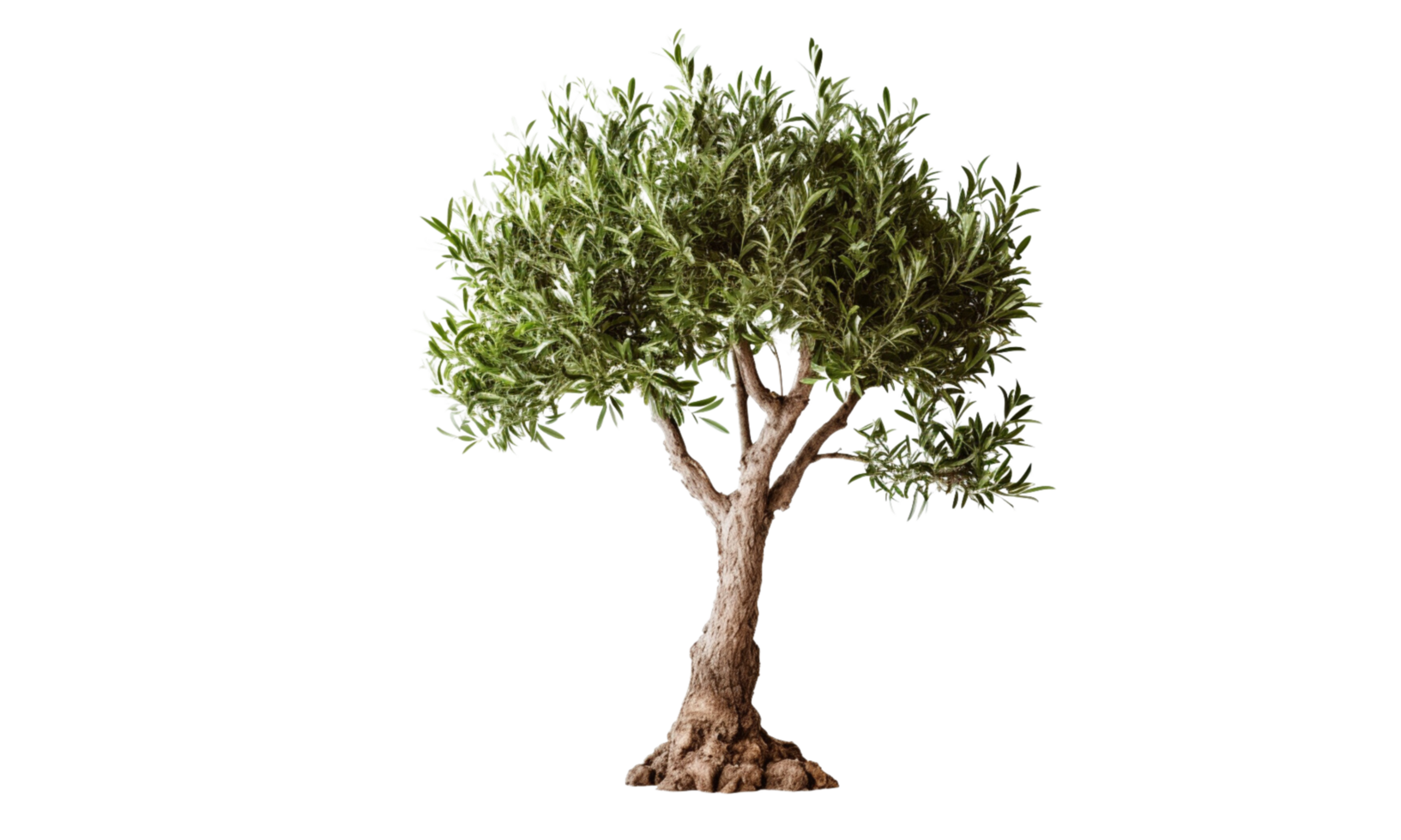 ai generado verde aceituna árbol en transparente antecedentes png