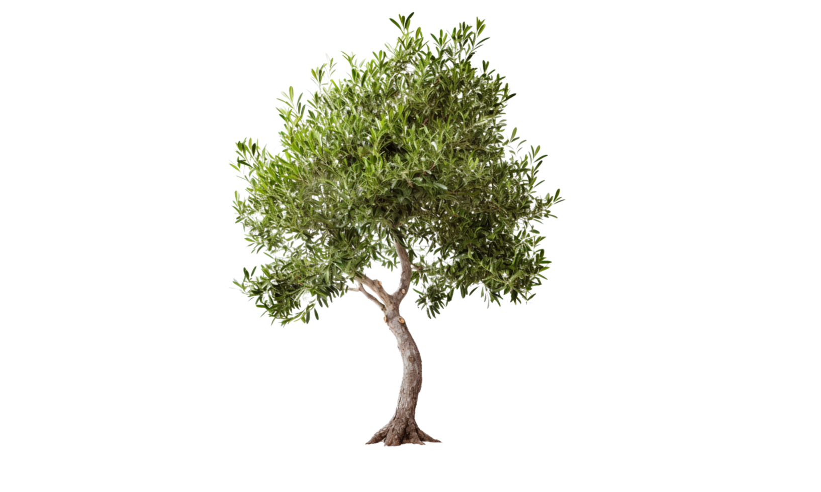 ai généré vert olive arbre sur transparent Contexte png
