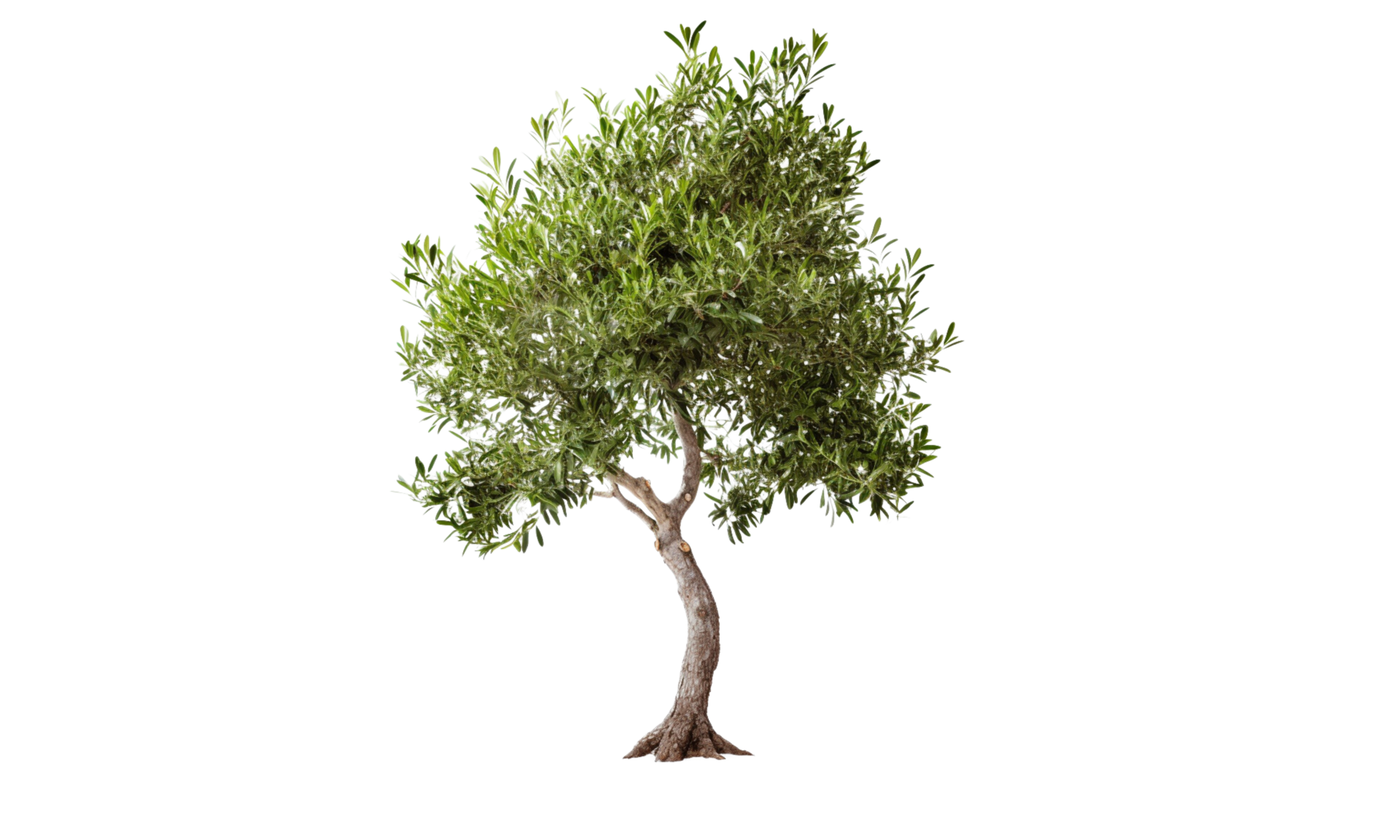 Arbre Vert Clair PNG transparents - StickPNG