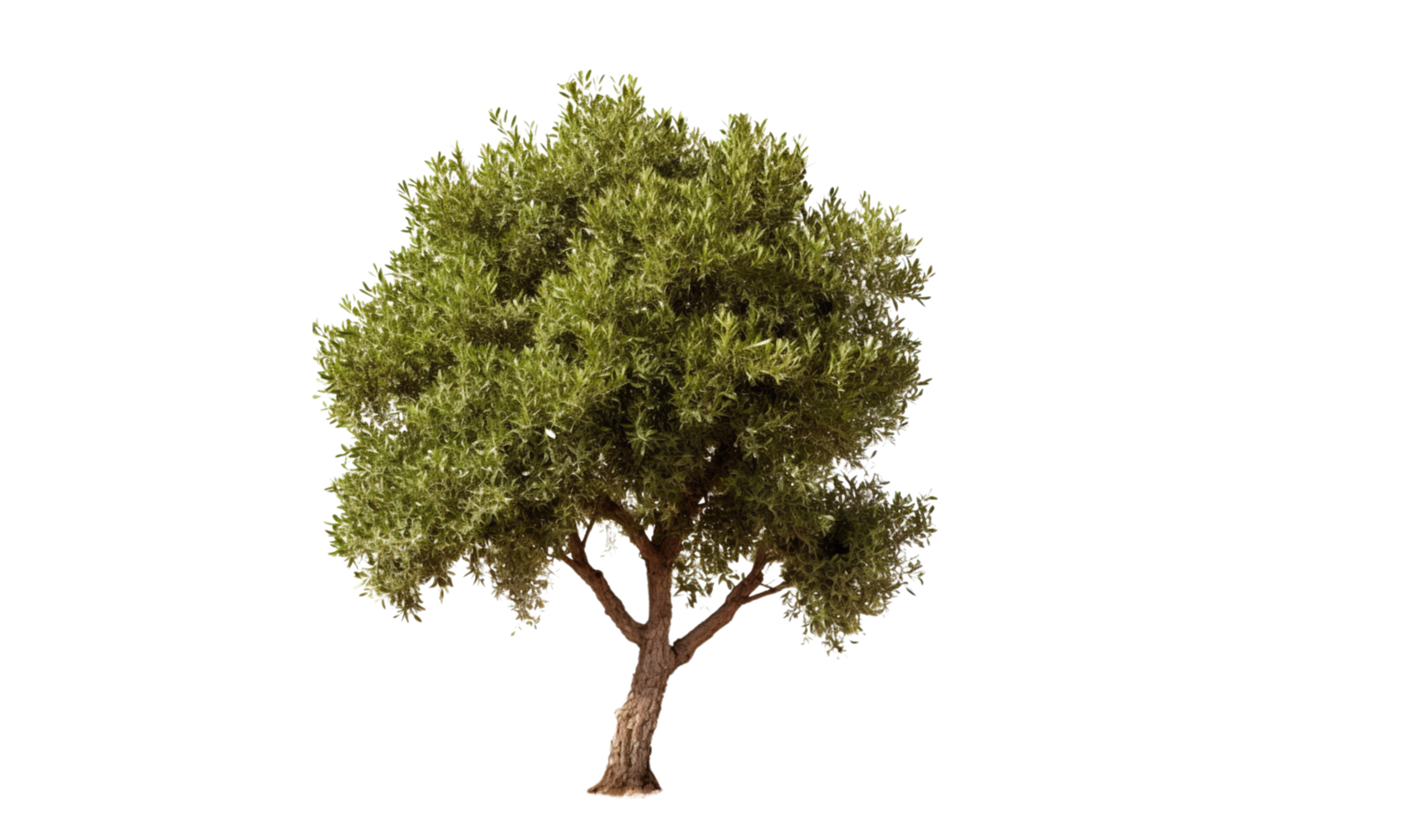 ai generado verde aceituna árbol en transparente antecedentes png