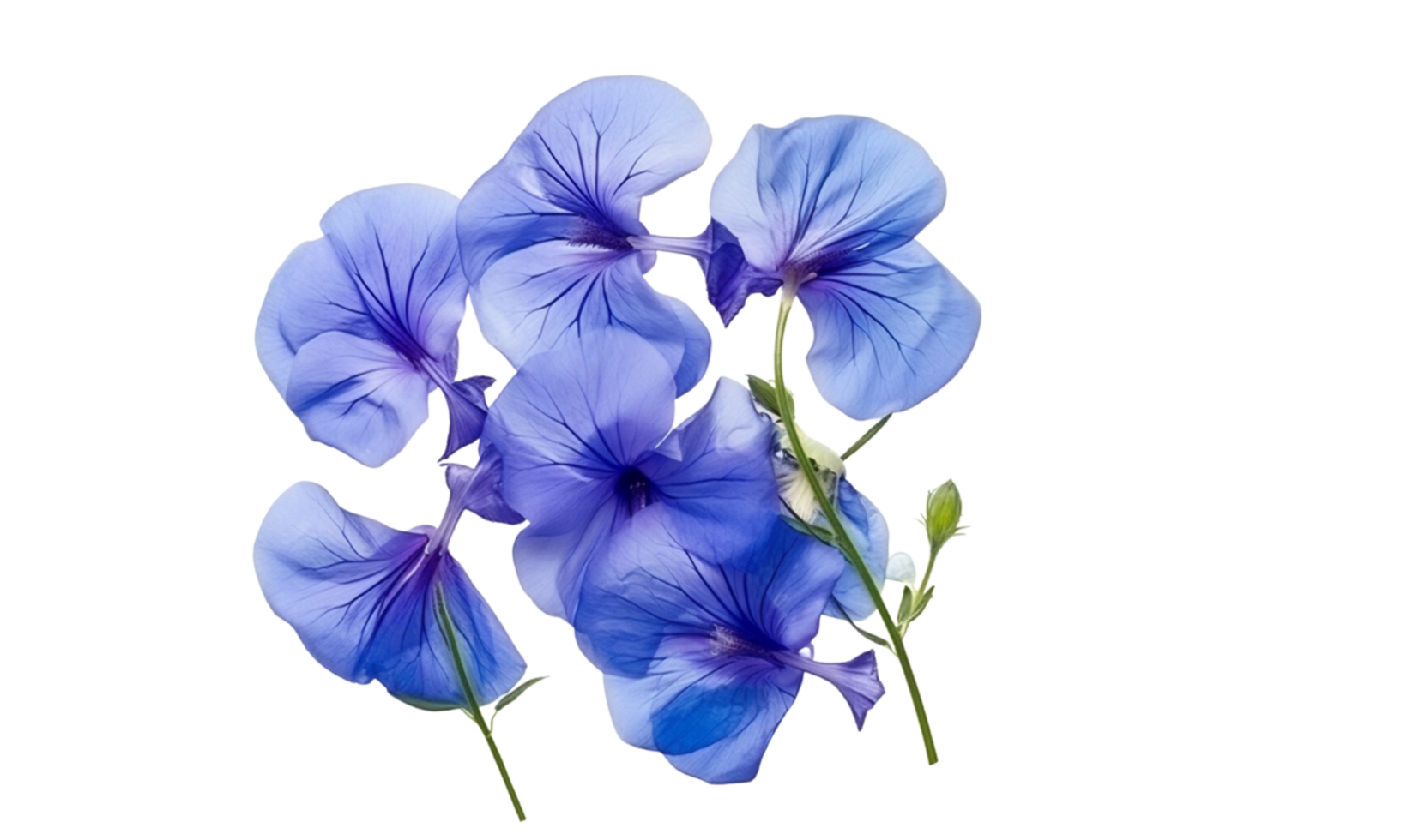 AI Generated  iris flower bouquet blue isolated png