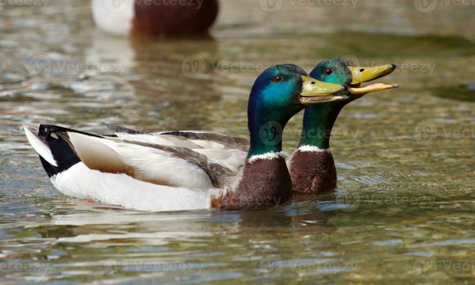 pato real, anas ornitorrincos, patos graznando foto