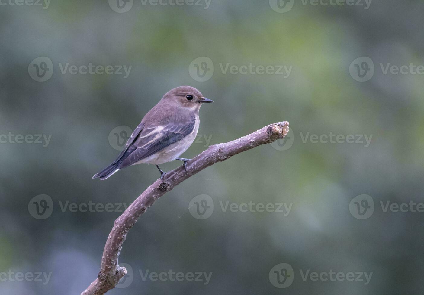 female european pied flycatcher , ficedula hypoleuca, on a branch photo