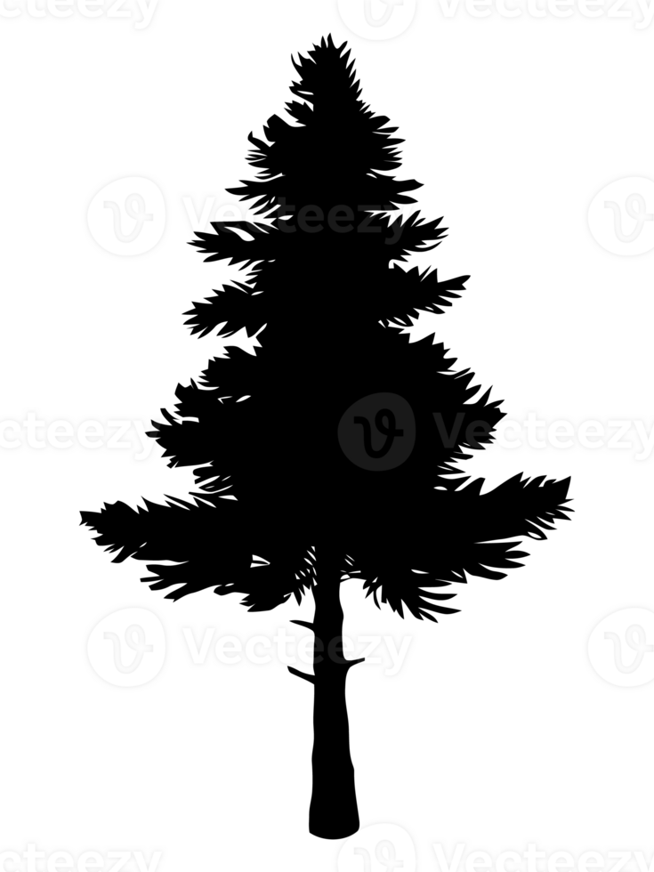 Pine tree silhouette png