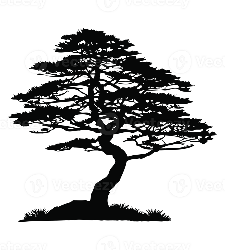 Pine tree silhouette png