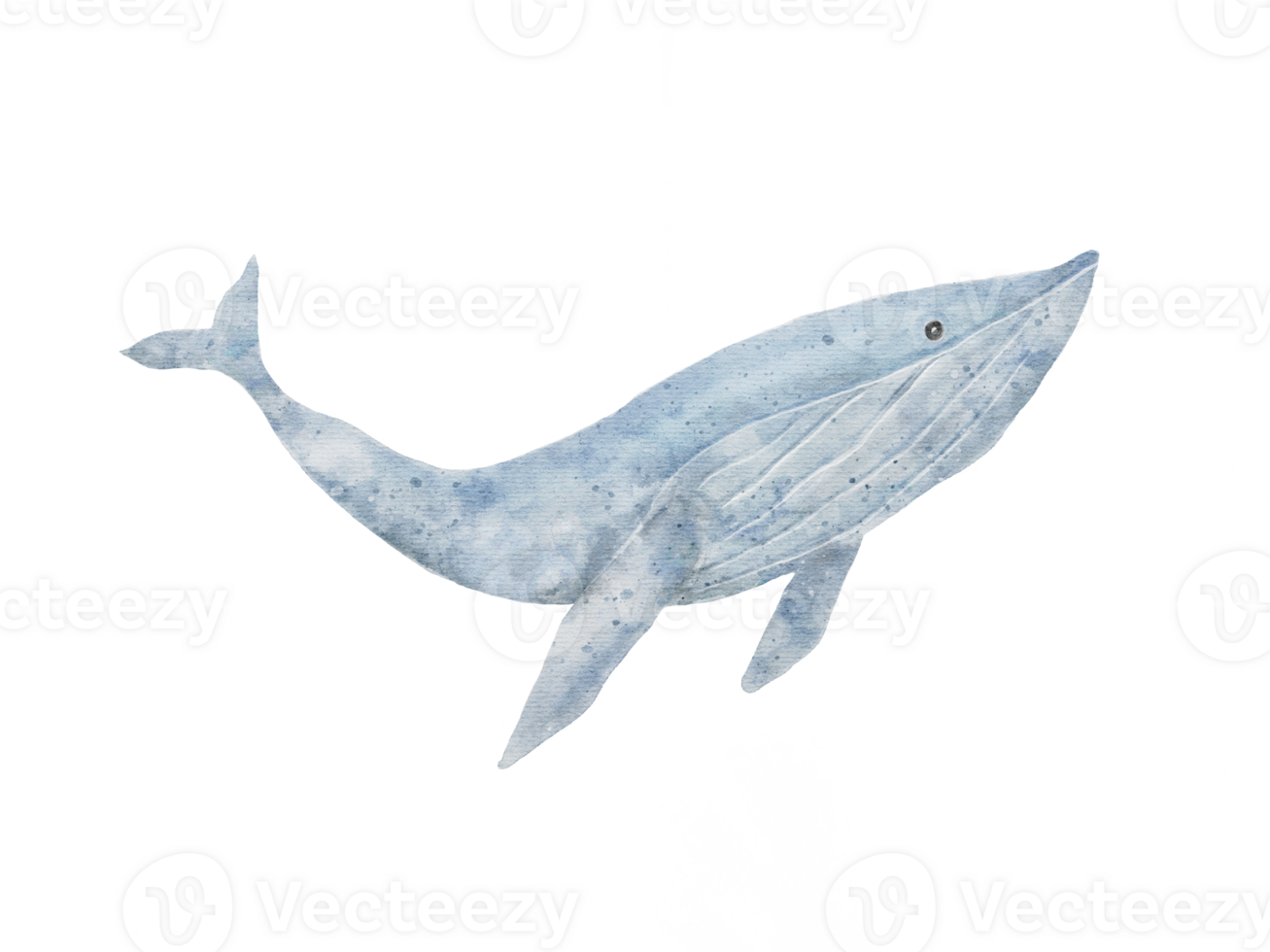 set of Blue whale drawing in watercolor isolated on transparency background png