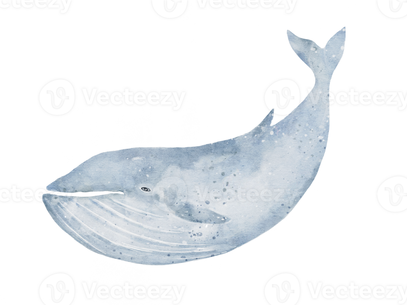set of Blue whale drawing in watercolor isolated on transparency background png