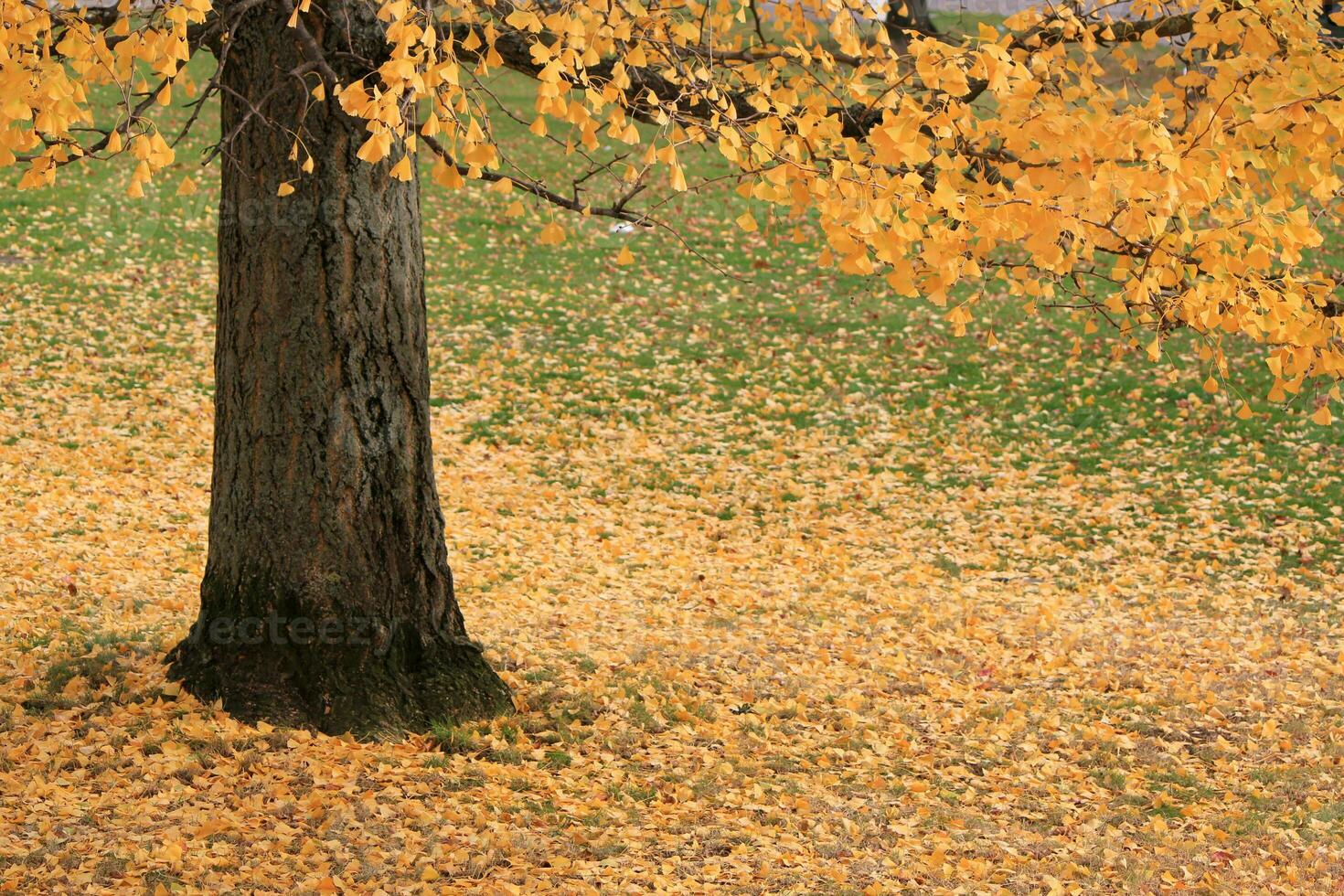 Autumn leaves and trunk photo