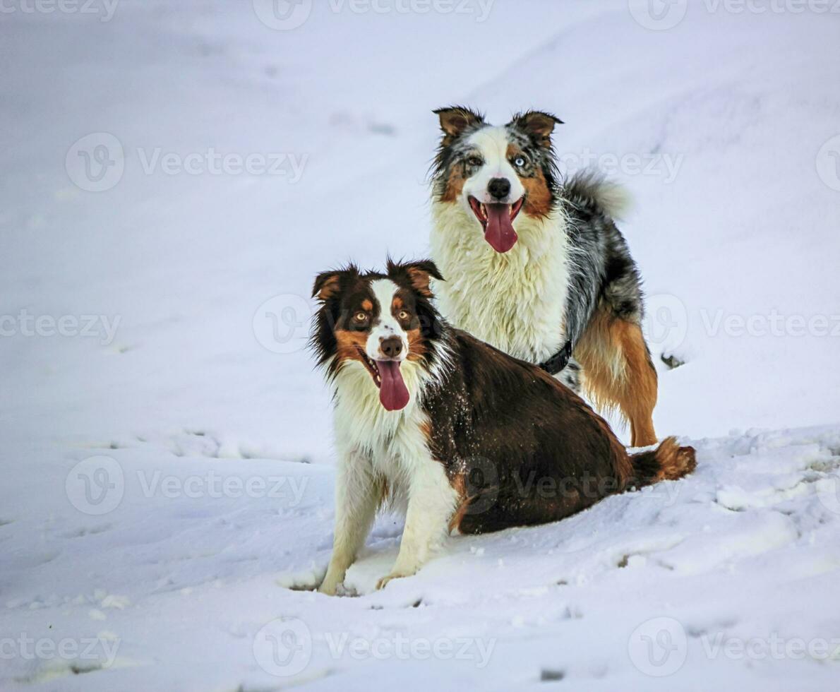 Australian shepherd dogs on the snow photo