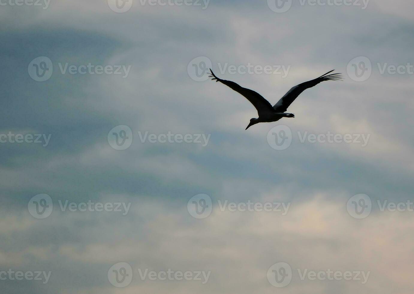 Migrating stork flying photo