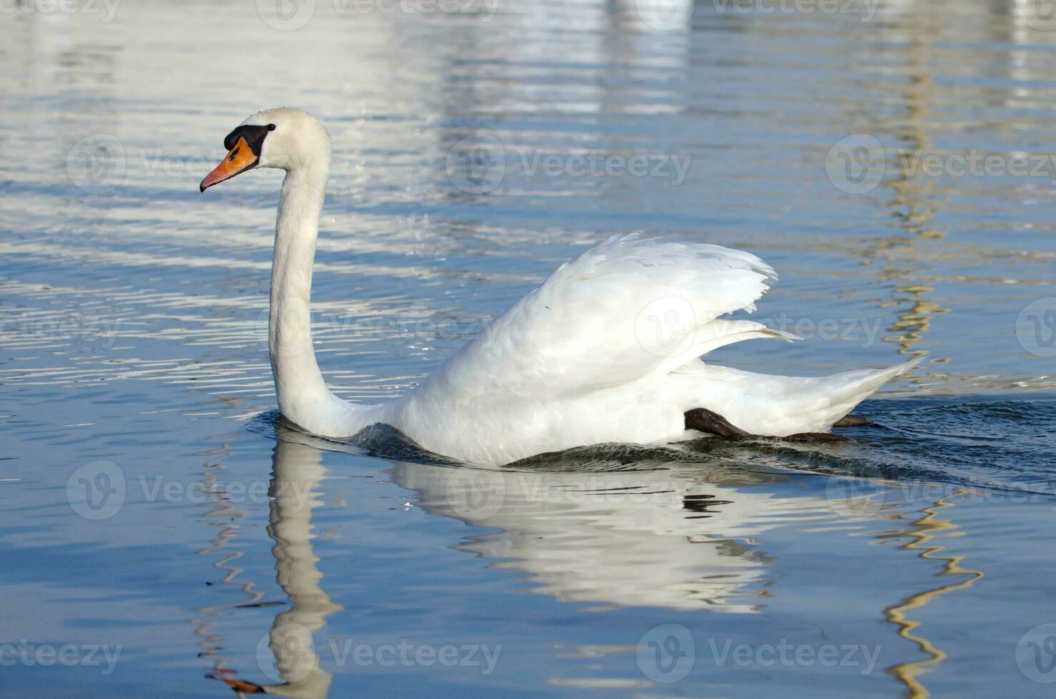 Mute swan with open wings photo