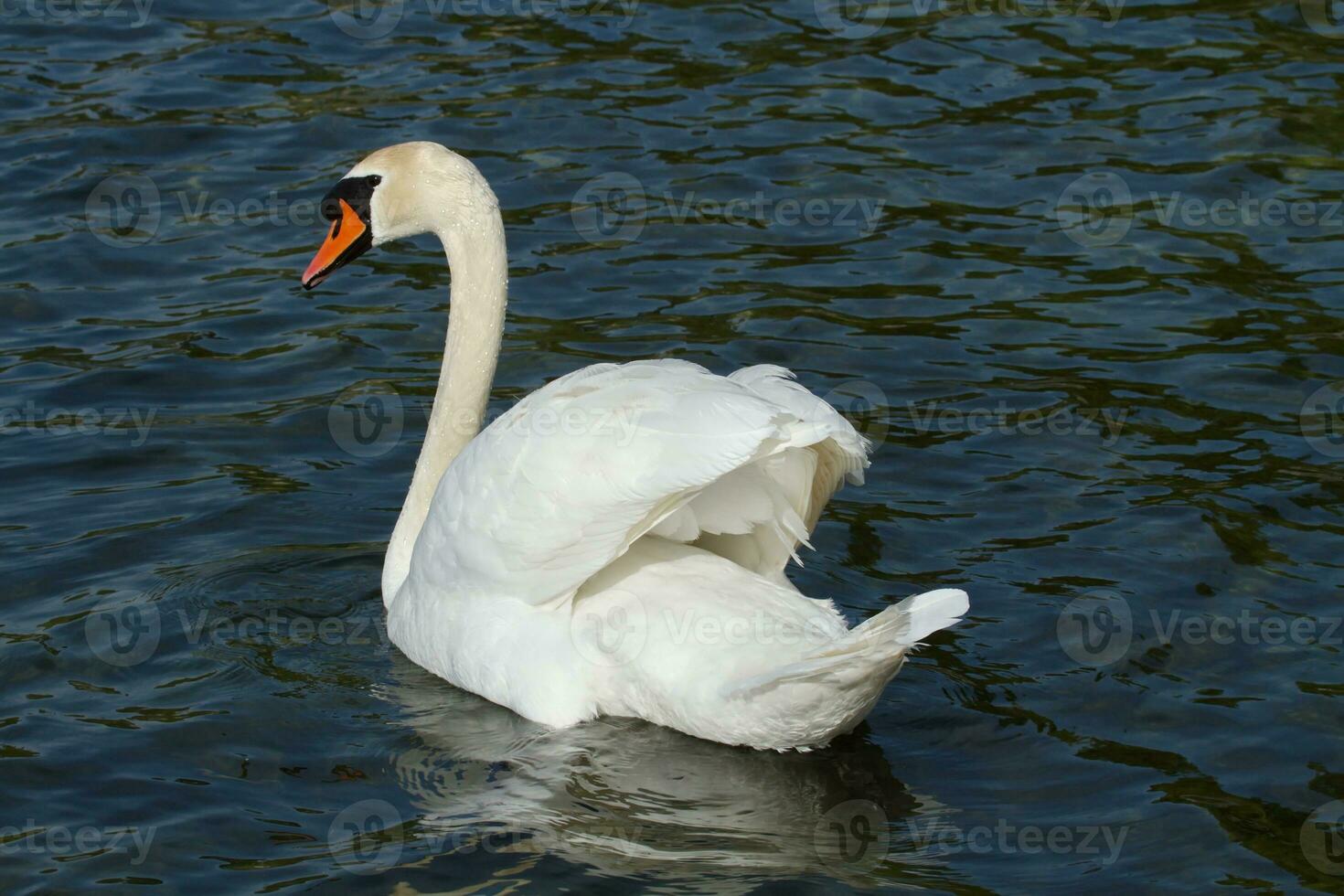 Mute swan, cygnus olor, with open wings photo