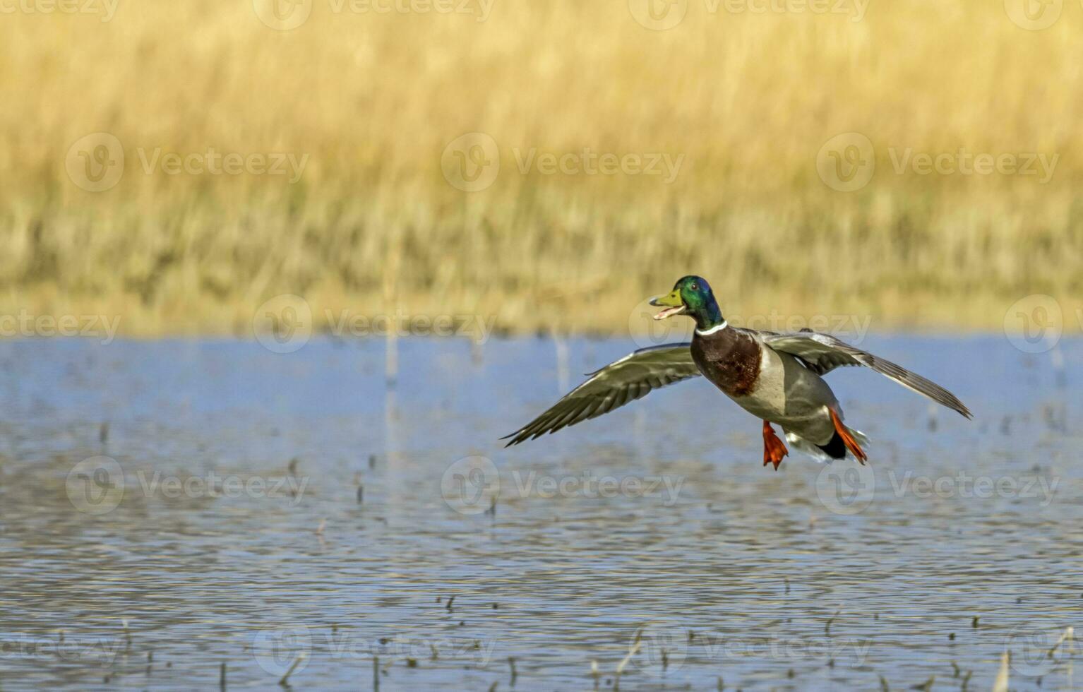 Male mallard duck landing photo