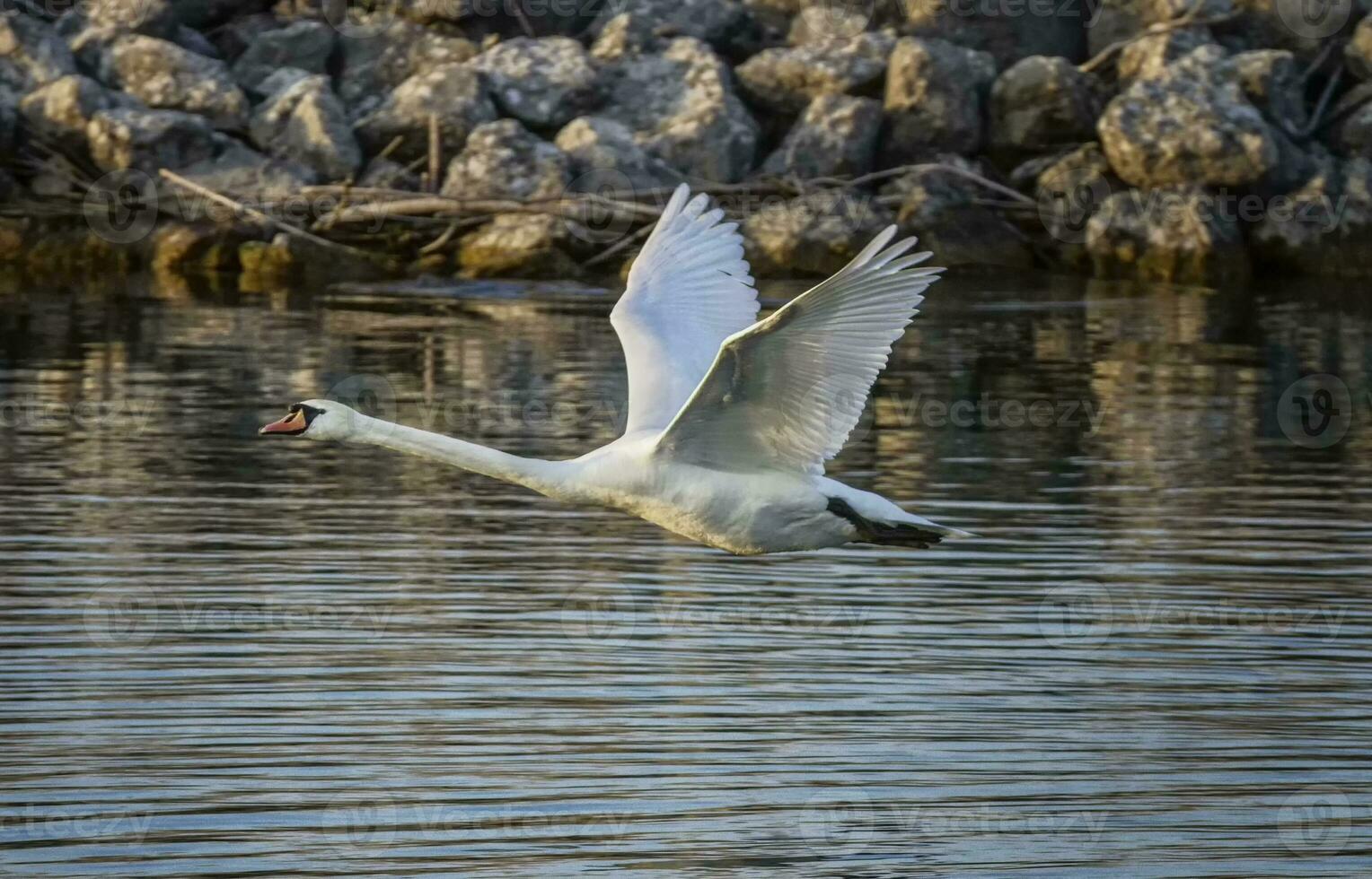 Mute swan, cygnus olor, flying photo