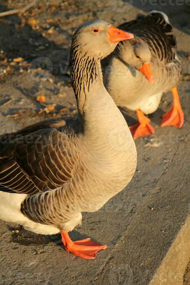 Wild gooses by sunset photo