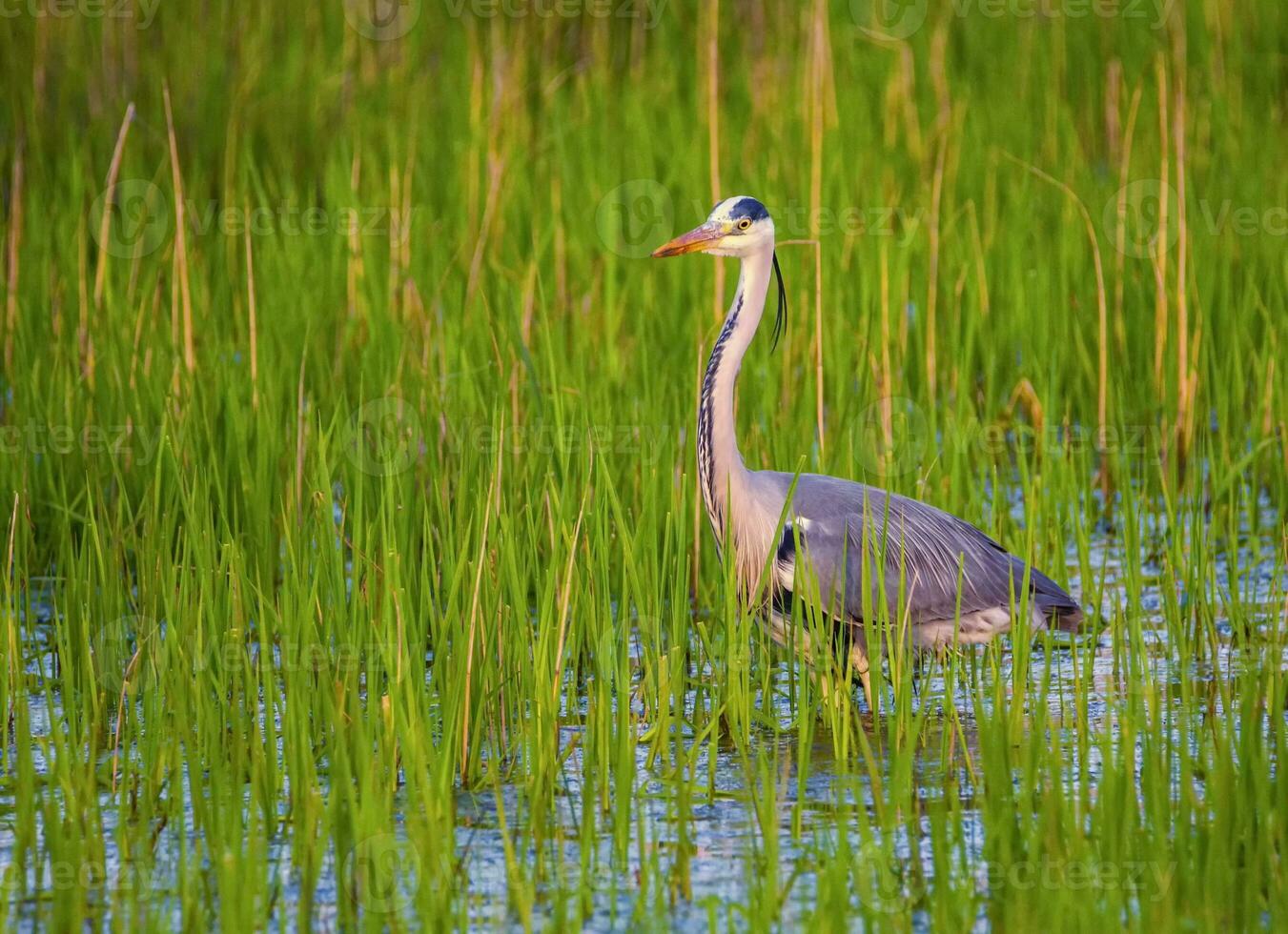 Grey heron, ardea cinerea photo