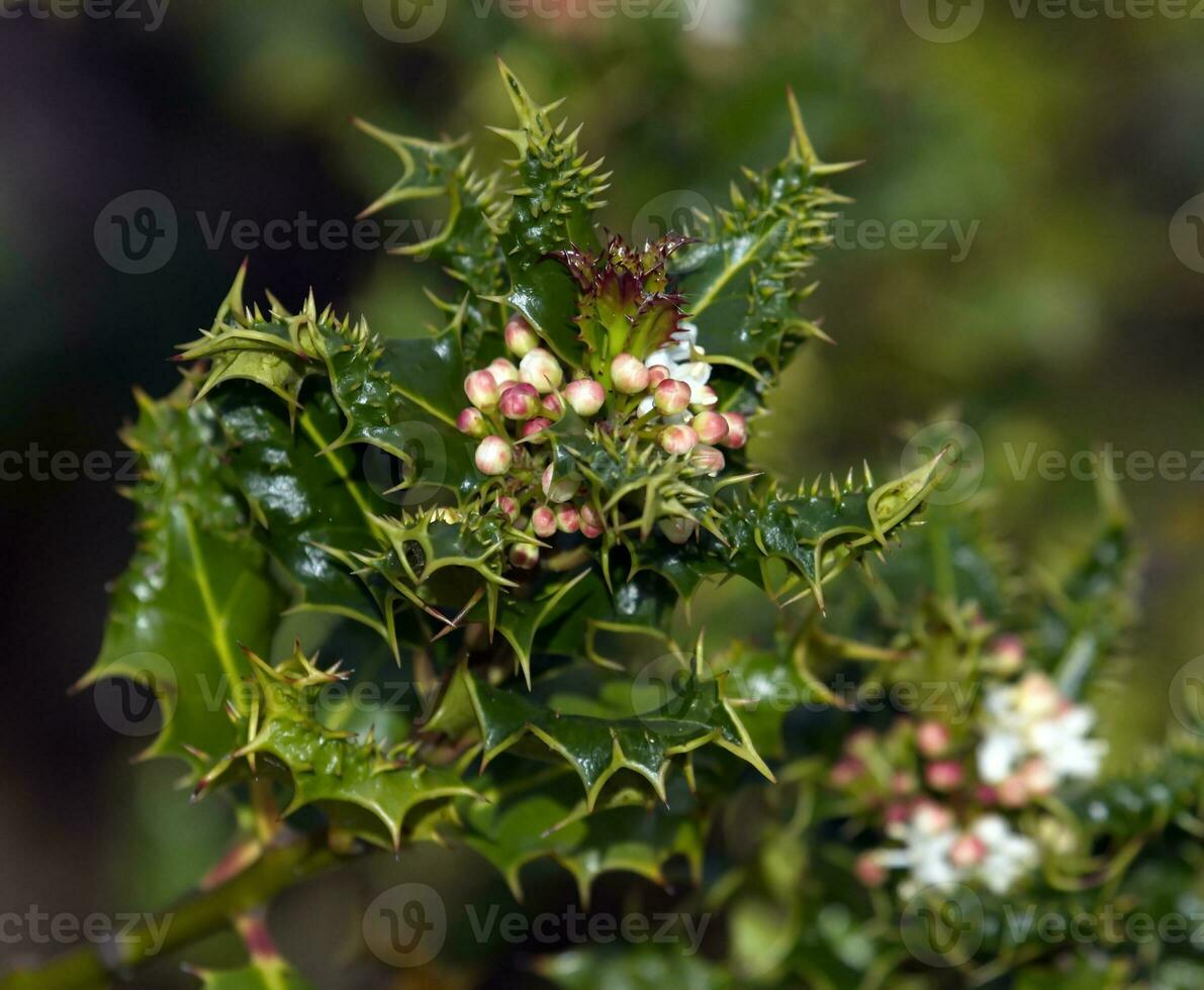 común acebo, encina aquifolium foto