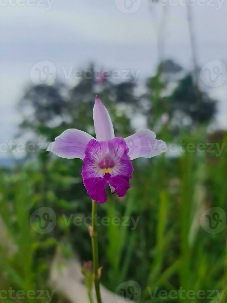 In the delicate petals of a flower, I find a world of beauty and grace, a reminder that even in the smallest things, nature paints the most exquisite masterpieces. photo