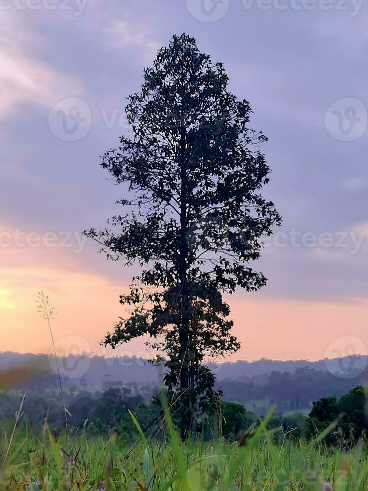 Nature's serene symphony, where the sun's gentle kiss awakens the world, the wind's whispers tell stories, and every leaf dances in harmony with life is beauty. photo